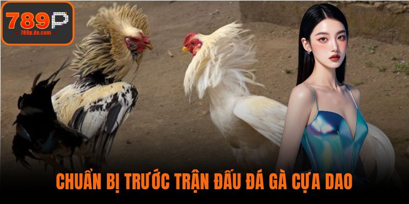 Chuẩn bị trước trận đấu đá gà cựa dao